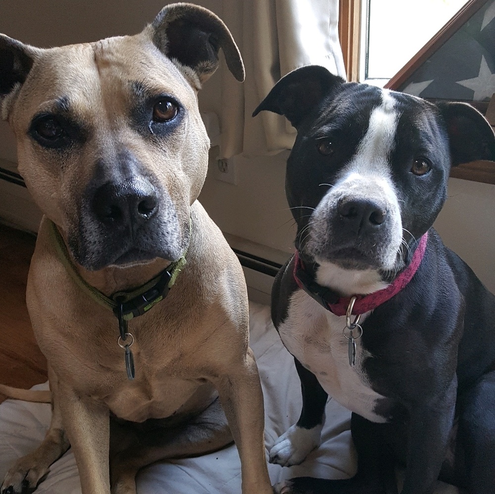 Meet your Posher, Misty